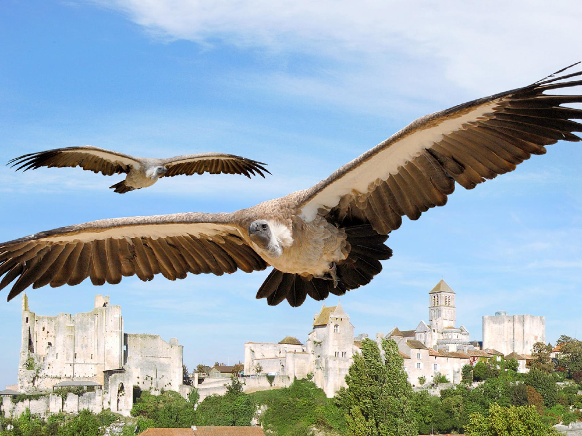 les Géants du Ciel à Chauvigny