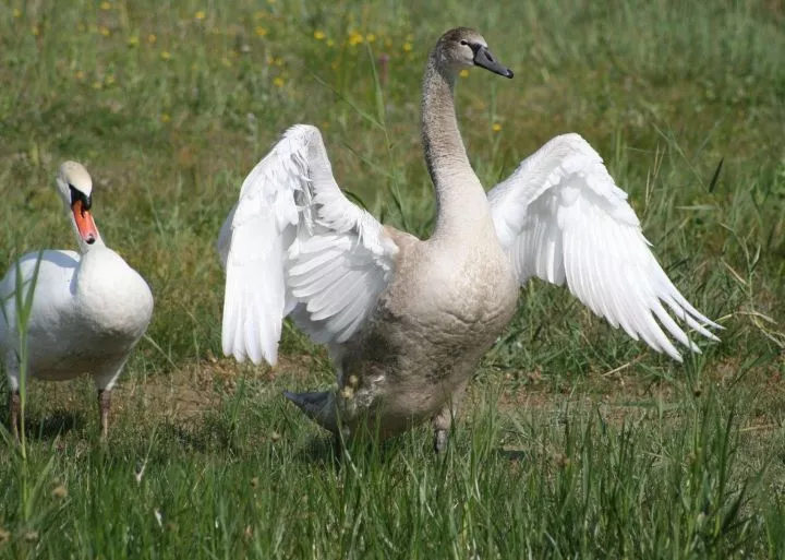 Parc ornithologique du Marquenterre