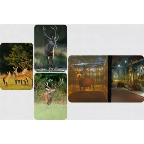 image Logis Hôtel du Cygne