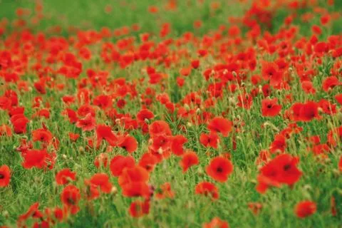 image Hotel Le Rodin