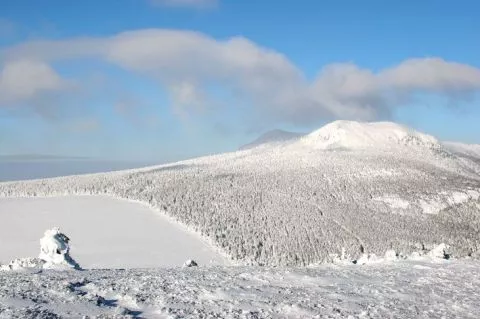 image Le Bois Sauvage