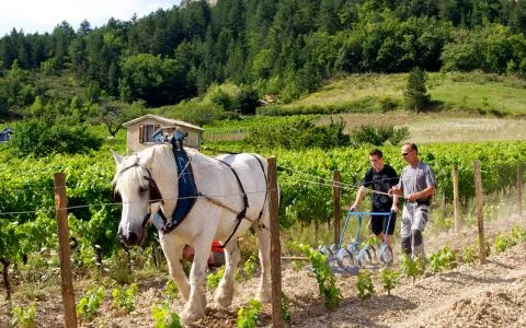 Gourmet partners and Local producers