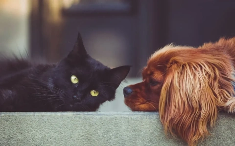imagePets allowed with a supplement of €10